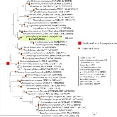 Polyphasic Identification and Genomic Insights of Leptothermofonsia sichuanensis gen. sp. nov., a Novel Thermophilic Cyanobacteria Within Leptolyngbyaceae